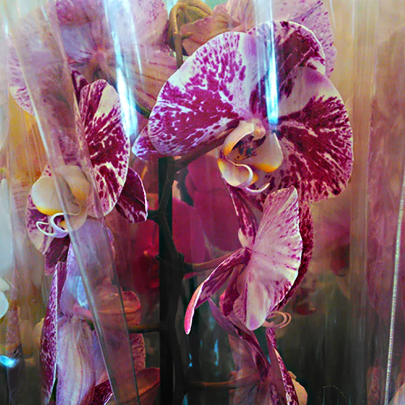 Фаленопсис белый с фиолетовыми  пятнами