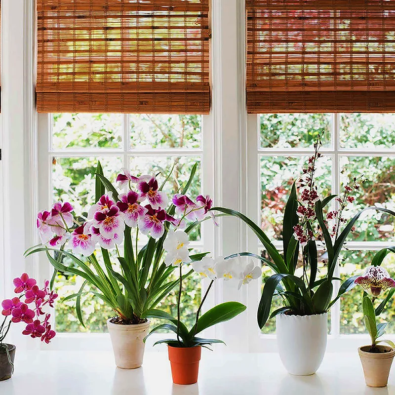 Орхидеи как дополнение в дизайнерском решении для штор